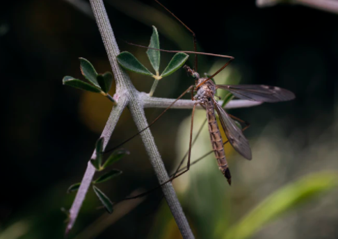 Why Mosquitoes Need Human Blood